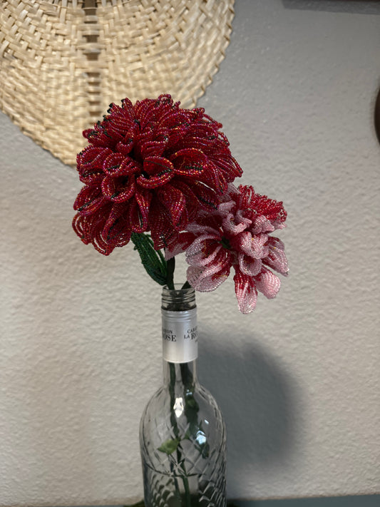 Dahlia Duo
